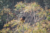Crow pheasant